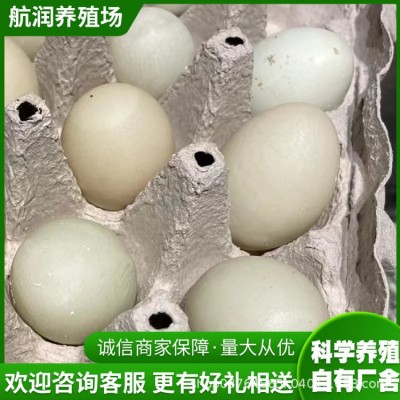家养宠物小白鸭短嘴柯尔鸭活体成年产蛋科尔鸭宠物鸭苗活体批发图3