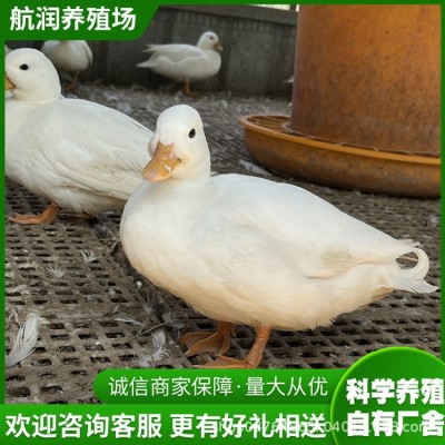 家养宠物小白鸭短嘴柯尔鸭活体成年产蛋科尔鸭宠物鸭苗活体批发