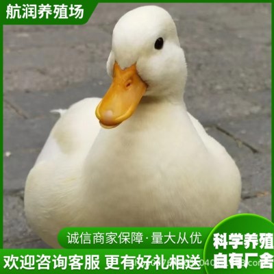 家养宠物小白鸭短嘴柯尔鸭活体成年产蛋科尔鸭宠物鸭苗活体批发图5