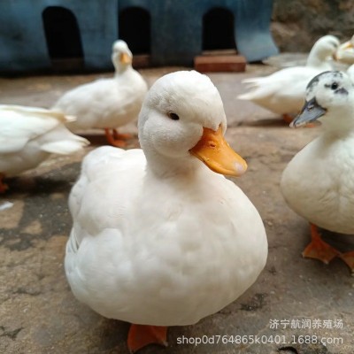 成年观赏柯尔鸭 宠物鸭幼崽活体 饲养简单家养萌宠小叫鸭销售批发图3