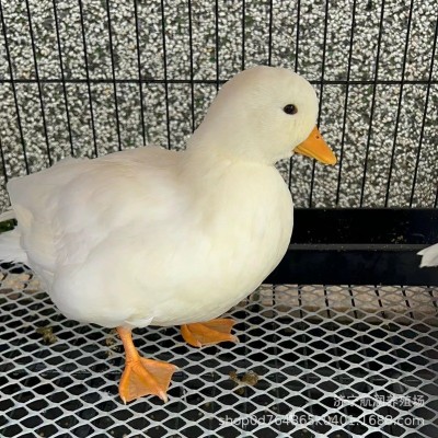 成年观赏柯尔鸭 宠物鸭幼崽活体 饲养简单家养萌宠小叫鸭销售批发图2