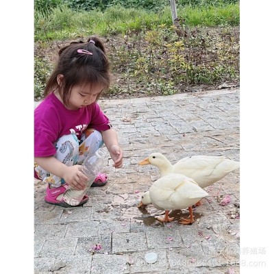 成年观赏柯尔鸭 宠物鸭幼崽活体 饲养简单家养萌宠小叫鸭销售批发图4
