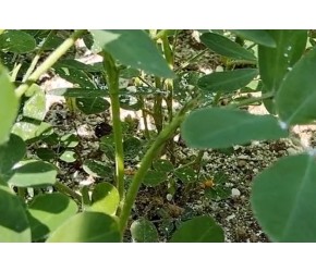 农村种植“花生高产”小技巧，做好4大步骤，粒粒饱满产量翻倍