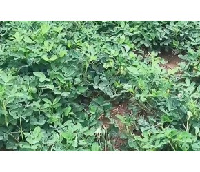 花生高产有绝招，记住这3点，一棵结一窝，亩产1200斤