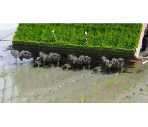 大米是如何种植的，为什么五常大米那么好吃