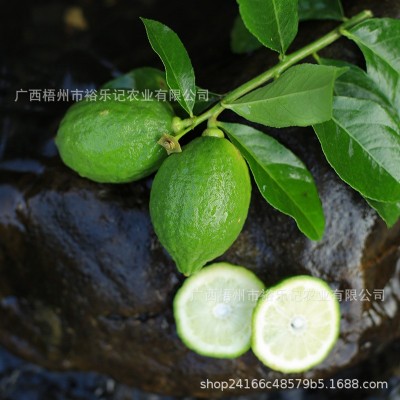 【产地直发】广东香水柠檬奶茶店专用手打柠檬无籽青新鲜一级果图3