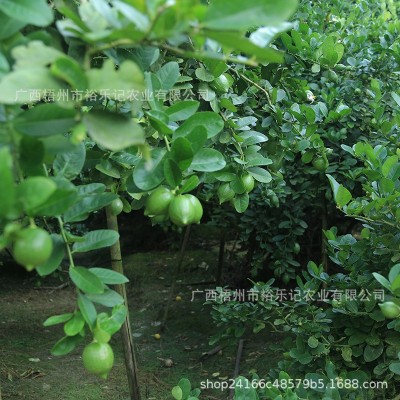 【产地直发】广东香水柠檬奶茶店专用手打柠檬无籽青新鲜一级果图4