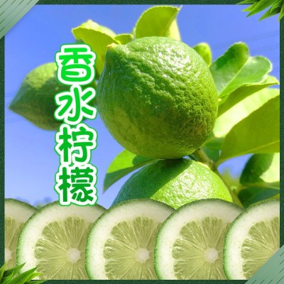 【产地直发】广东香水柠檬奶茶店专用手打柠檬无籽青新鲜一级果图2