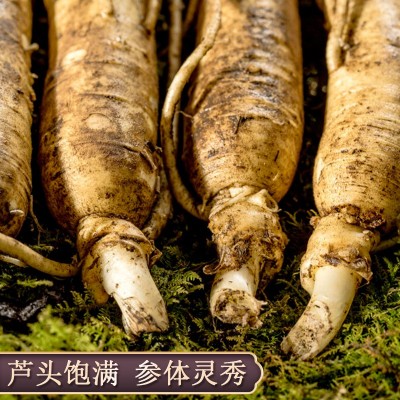 [包邮]长白山新鲜人参散装现挖带土圆参泡酒煲汤东北特产鲜参批发图3