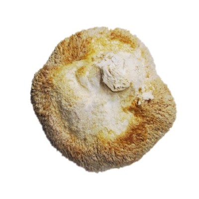 福建土特产猴头菇干货手选冬季优质老猴菇有力道250克去蒂头净货图5