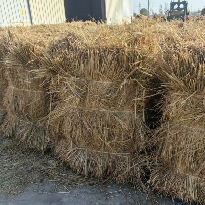 治沙稻草西北地区西藏新疆青海沙漠固沙治理草方格沙治沙固沙沙障