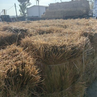 治沙稻草西北地区西藏新疆青海沙漠固沙治理草方格沙治沙固沙沙障图3